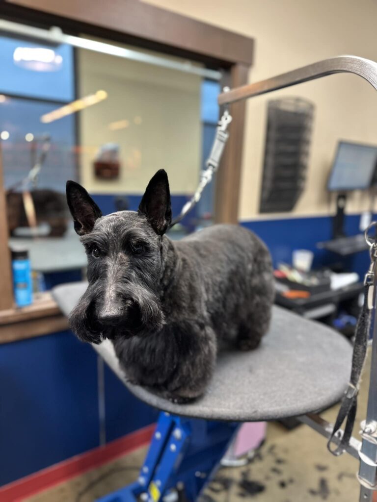 Kent, WA 98042 Veterinary Jobs Reber Ranch Veterinary Hospital