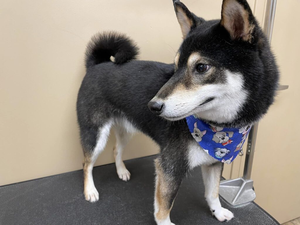 Best Veterinarian In Kent, WA Vet Hospital Reviews