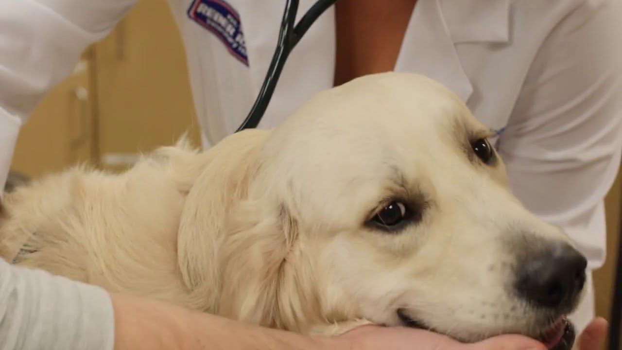 Vet In Kent, WA For Pet Vaccinations Local Animal Hospital