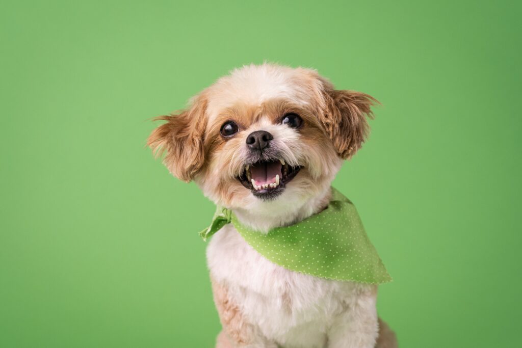Book A Grooming Appointment In Kent, WA Pet & Dog Groomers