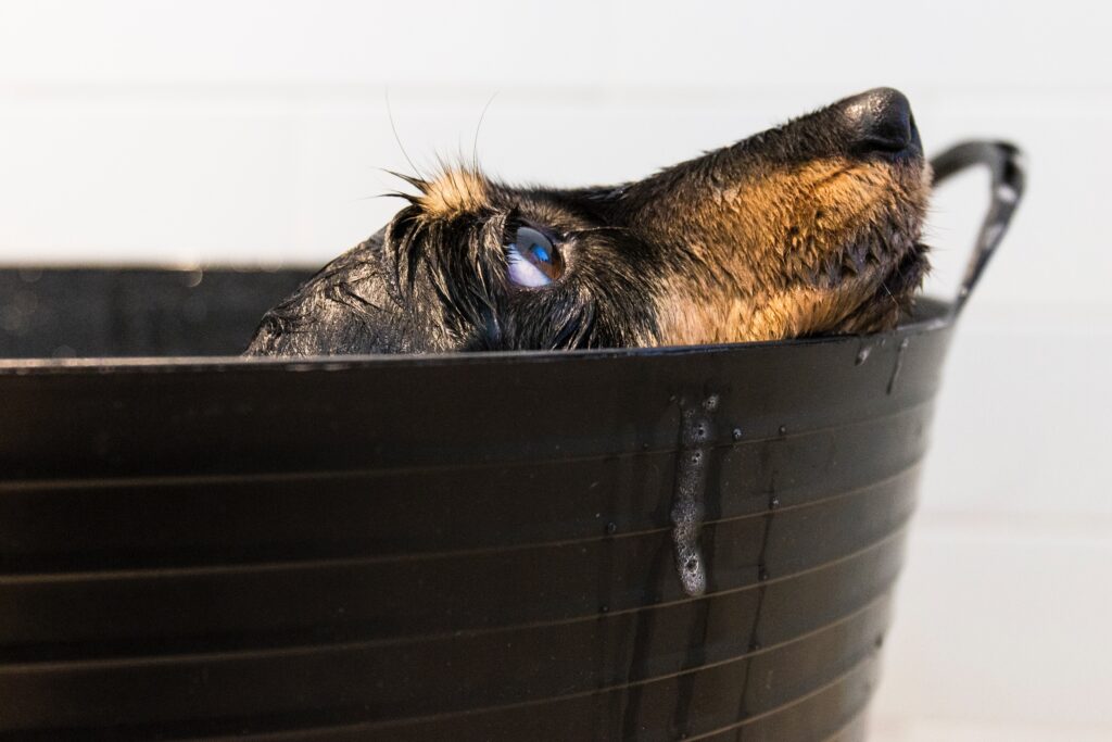 A Guide To Finding The Ideal Shampoo For Your Dog's Bath Time Reber