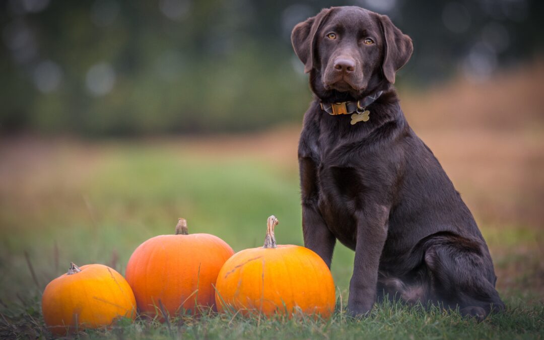 Fall’s Nutritional Powerhouse for Pets: Pumpkin