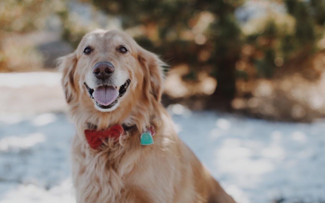 senior golden retriever smiling in the snow