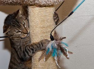 old cat playing with feather toy