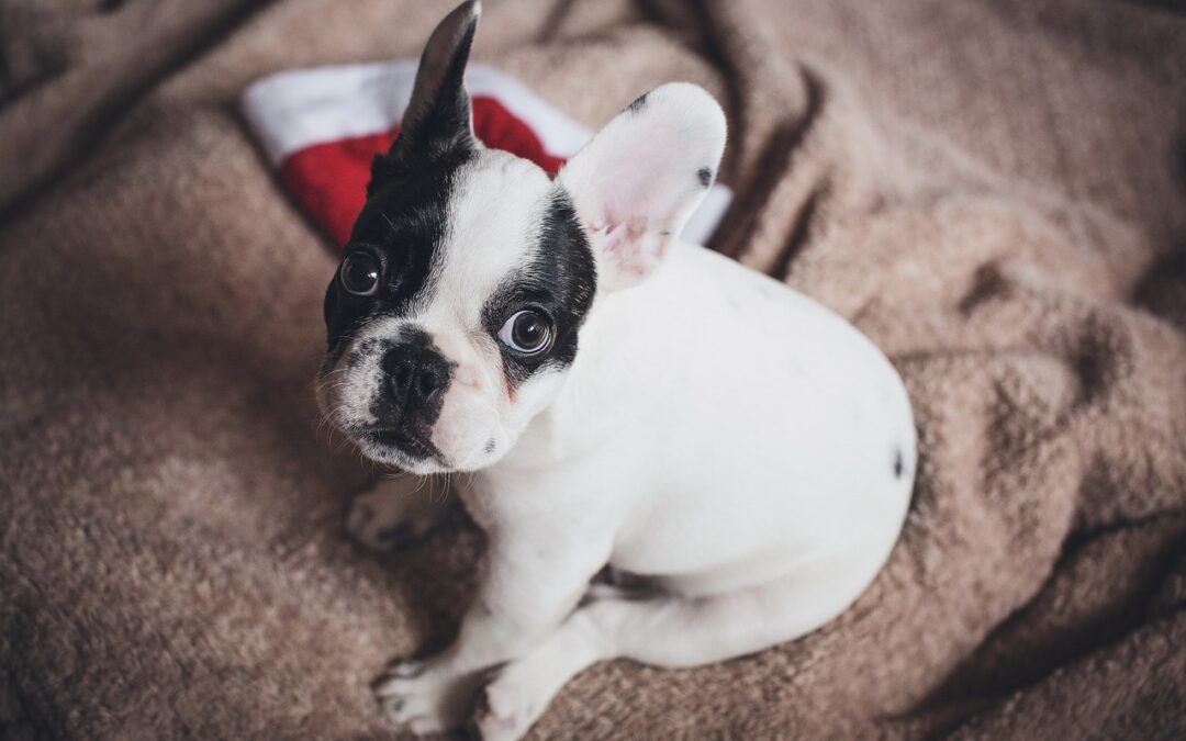 Holiday Pet Safety: Protecting Your Furry Friends