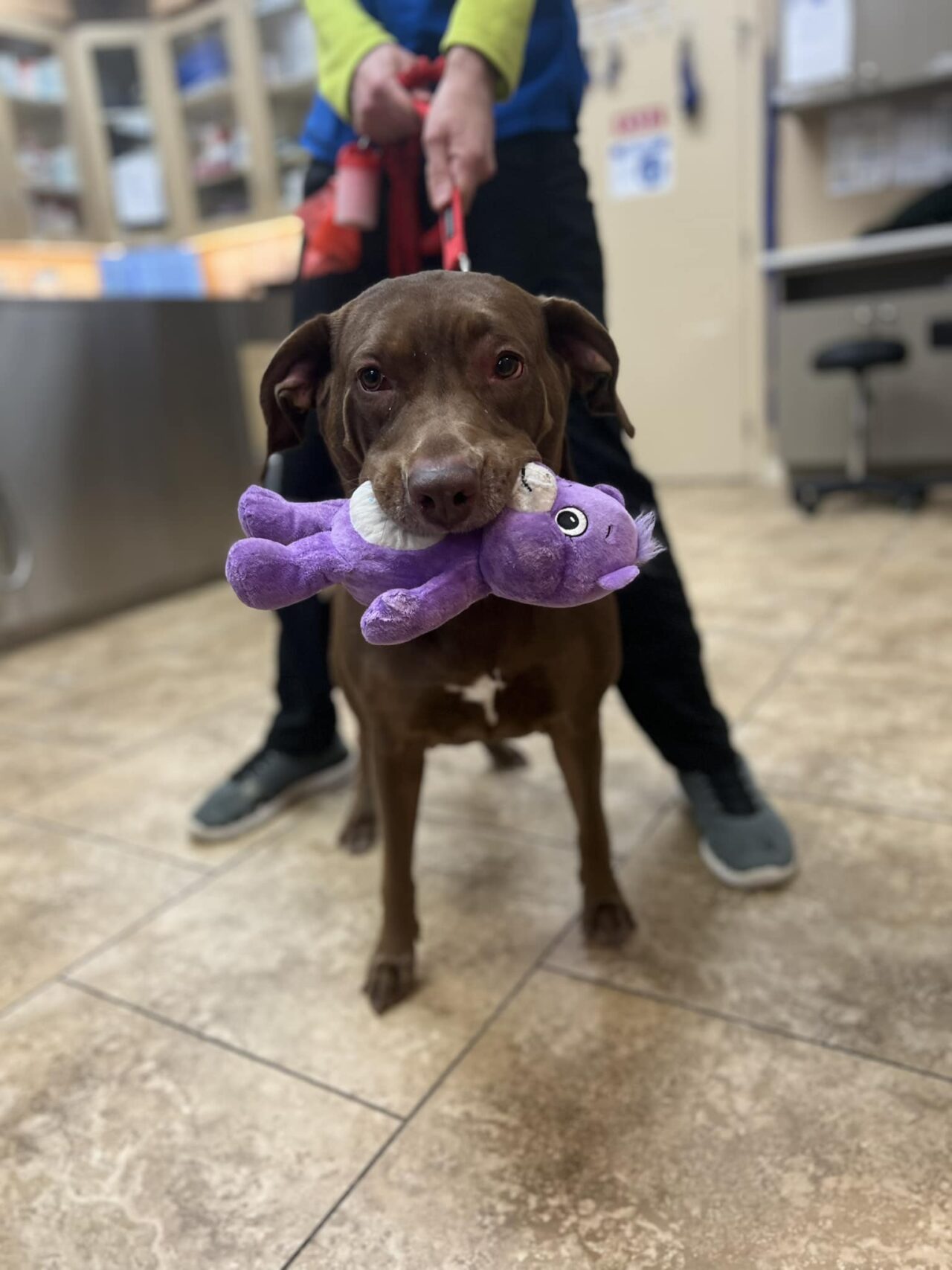 About Reber Ranch Veterinary Hospital Vet In Kent, WA