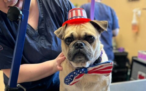 Keeping Pets Safe This Fourth Of July: Important Precautions From Reber 