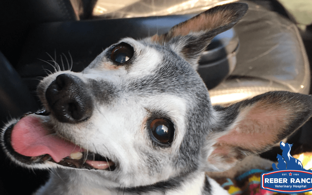 Grey muzzles and big hearts: Senior Pet Month at Reber Ranch